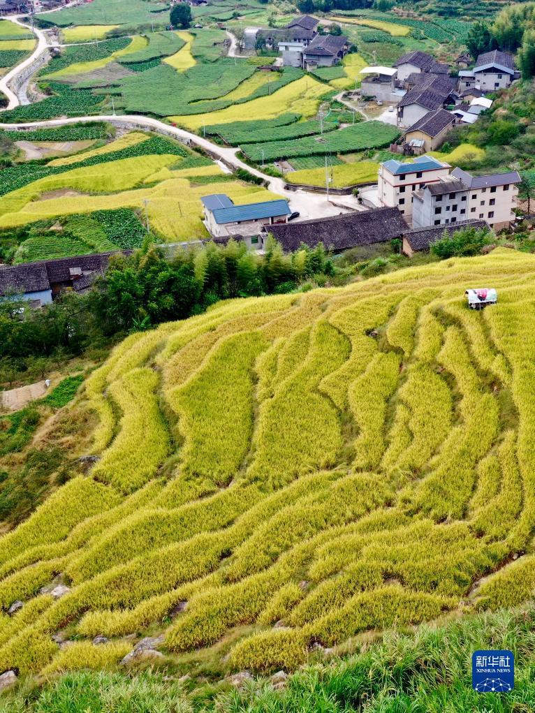 吉祥虎白菜免费彩金